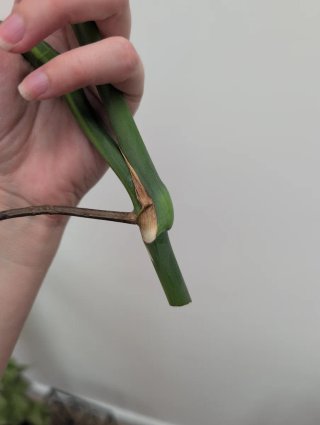Top cutting monstera aurea