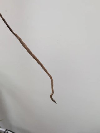 Top cutting monstera aurea