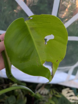 Top cutting monstera aurea