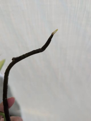 Top cutting monstera aurea