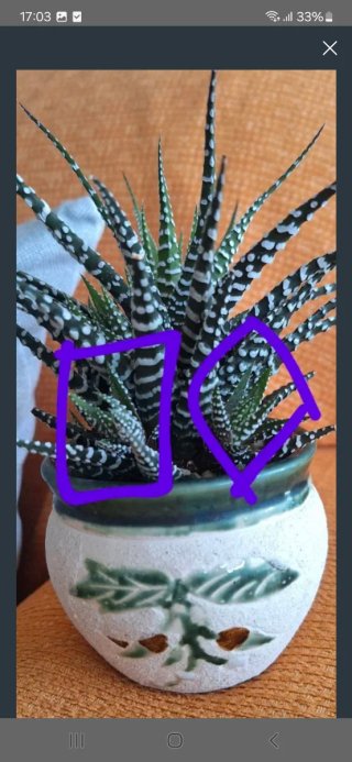 Hijuelo Haworthia Zebra