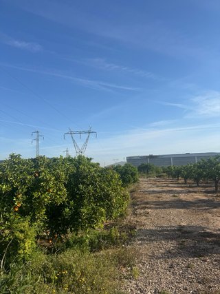Campos de naranjo.
