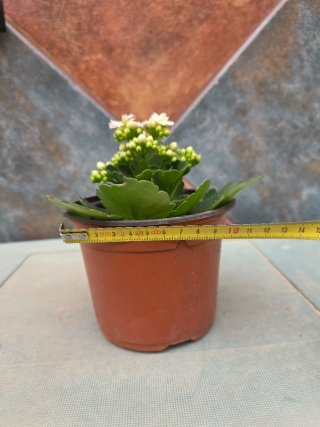 Kalanchoe Blanca