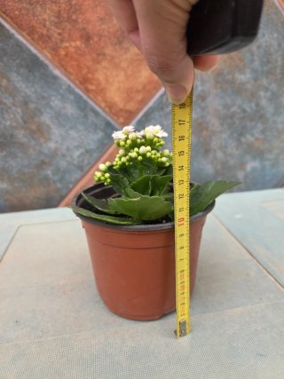 Kalanchoe Blanca