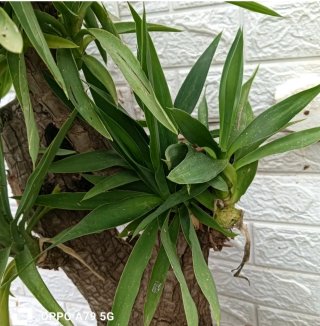 Pianta Yucca Elefantina