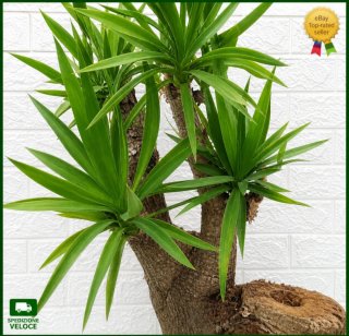 Pianta Yucca Elefantina