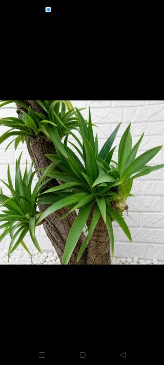 Pianta Yucca Elefantina