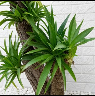 Pianta Yucca Elefantina
