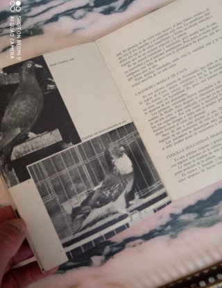 Libro palomas