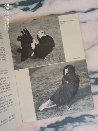 Libro palomas