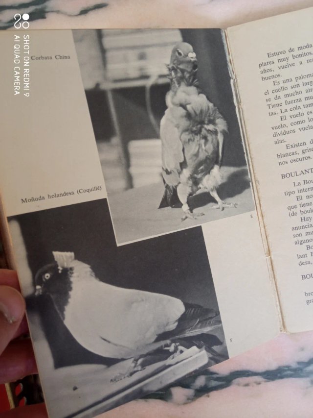 Libro palomas