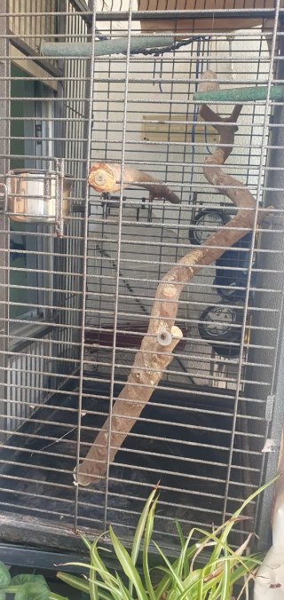 Jaula Loro Buen Estado Accesorios