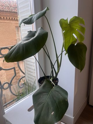 Hernosisima Monstera deliciosa, planta +-70cm