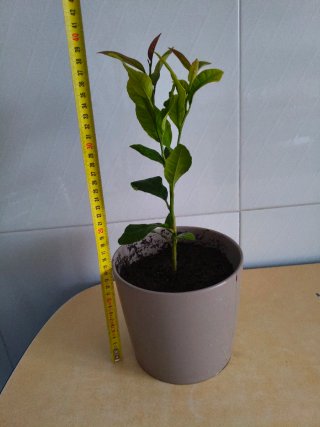 Limonero Eureka 4 estaciones
