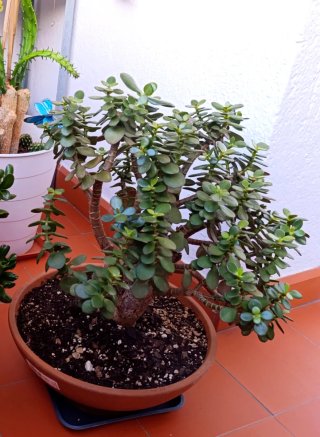 Bonsái Crassula Ovata Jade.