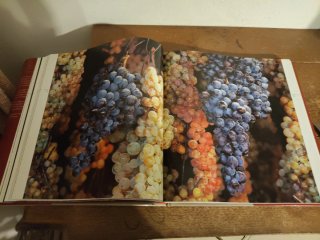 Arte di vino rossi e bianchi d'eccellenza