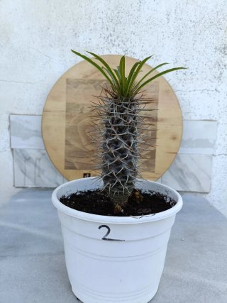 Pachypodium lamerei