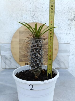 Pachypodium lamerei