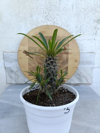 Pachypodium lamerei