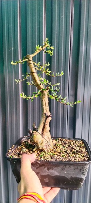 Acebuche Yamadori Bonsai