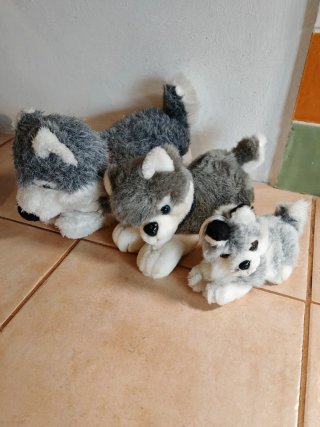 Lote peluches Husky