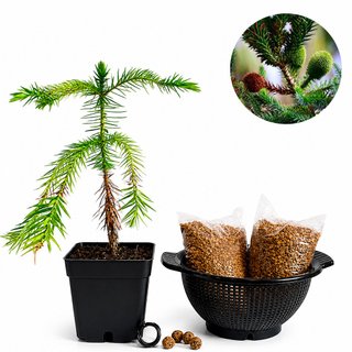 Araucaria brasileña | Bonsai Zero colador REDONDO