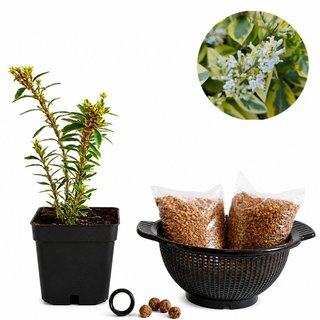 Euonymus Alatus Varieg. Bonsai Zero coladorREDONDO