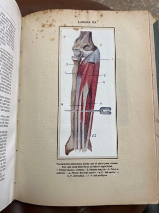 Los Progresos de la Clínica (1916) – Libro médico