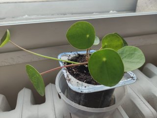 Planta Pilea Peperomioides