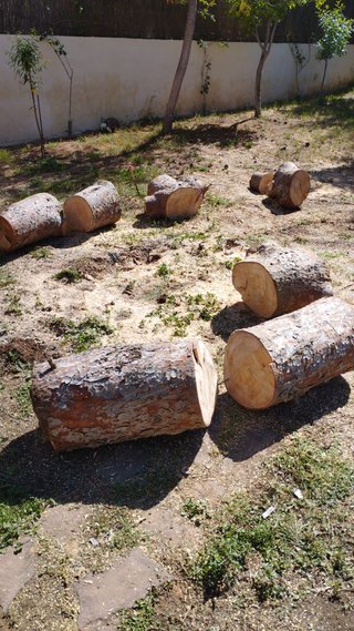 regalo leña gratis troncos madera