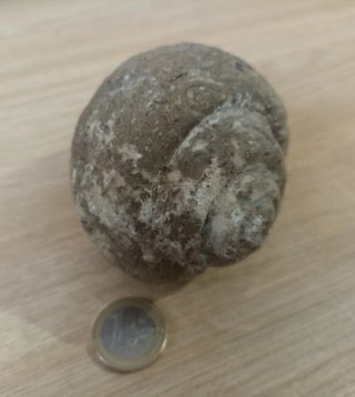 Fósil Gasterópodo