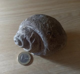 Fósil Gasterópodo