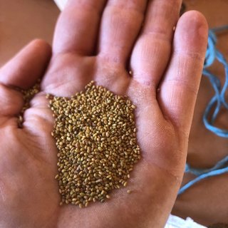 Semillas de Alfalfa