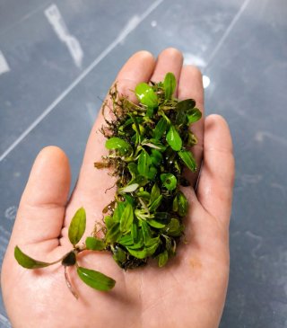 Bucephalandra Light Green