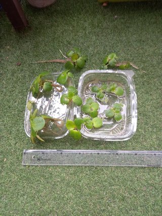 12 plantas Limnobium