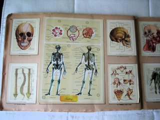 Álbum Naturama Completo