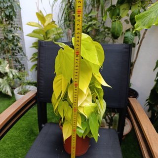 60cm Philodendron neon