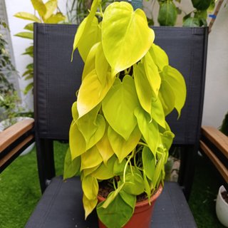 60cm Philodendron neon