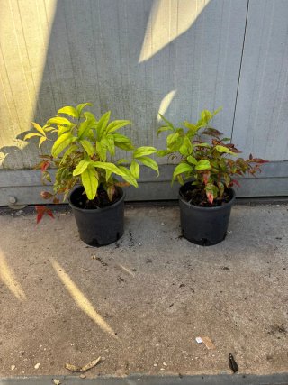 4 Piante Nandina (2 Domestica, 2 Firepower)