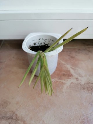 Hoya Linearis