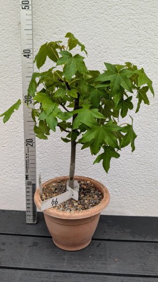 Pre-Bonsai Liquidámbar