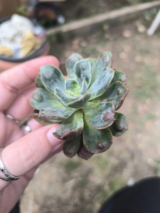 Echeveria Raindrops ya con raíces.