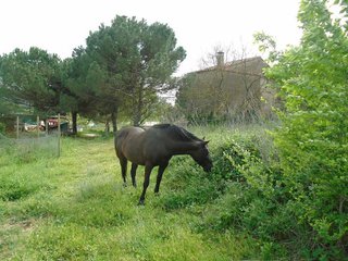 Masía en venta en Sant Celoni