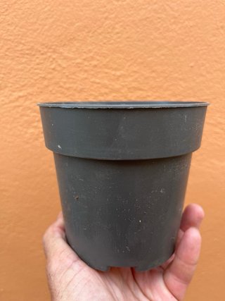 Maceta cerámica + regalo