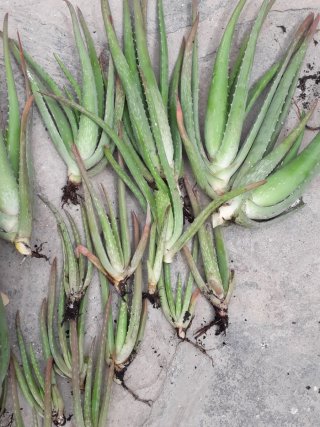 Hijos de Aloe Vera 1€ 2€