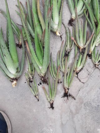Hijos de Aloe Vera 1€ 2€