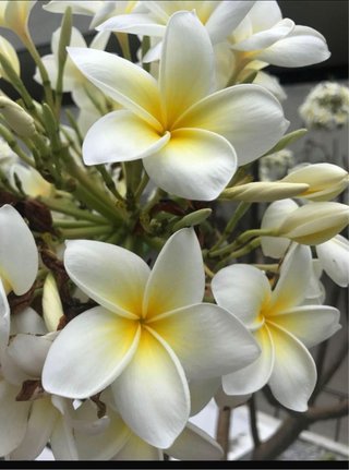Esquejes de Plumeria (Frangipani)