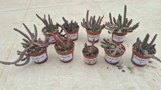 Huernia 4 Planta Suculenta