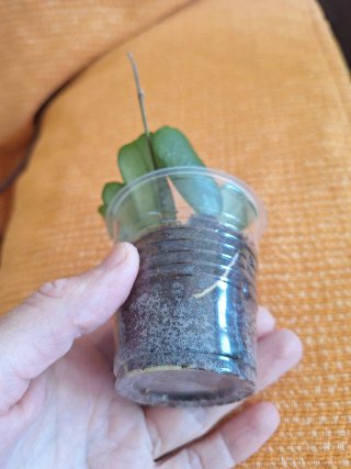 Hoya Rotundiflora Planta