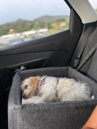 Asiento elevador coche para perro PAWBOSE